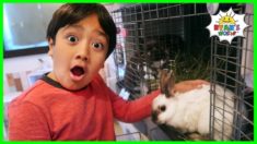 Ryan have fun at the Pet Rabbit Cafe!!!